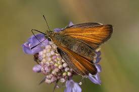 Attēlu rezultāti vaicājumam “Thymelicus sylvestris underside”