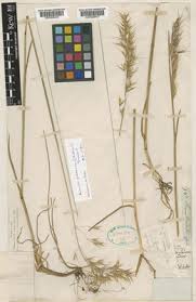 Attēlu rezultāti vaicājumam “Helictotrichon pubescens”