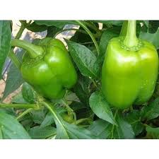 Afbeeldingsresultaat voor california wonder 300 sweet pepper