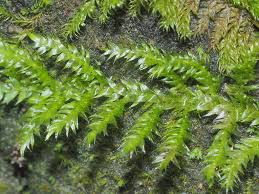 Attēlu rezultāti vaicājumam “Plagiothecium denticulatum”