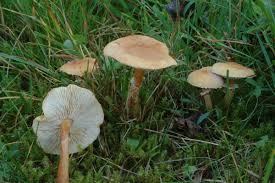 Attēlu rezultāti vaicājumam “Cystoderma amianthinum”