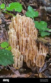 Attēlu rezultāti vaicājumam “Ramaria stricta”