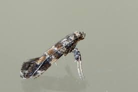 Attēlu rezultāti vaicājumam “Gracillaria syringella imago”