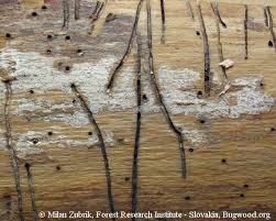 Attēlu rezultāti vaicājumam “Hylecoetus dermestoides”