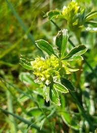 Attēlu rezultāti vaicājumam “Alchemilla subcrenata  flower”