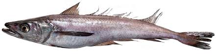 Image result for Merluccius merluccius