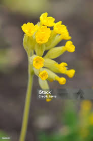 Attēlu rezultāti vaicājumam “Primula veris”