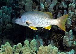 Image result for Lutjanus alexandrei