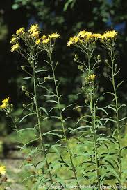 Attēlu rezultāti vaicājumam “Hieracium umbellatum”