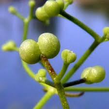 Attēlu rezultāti vaicājumam “Galium elongatum leaf”