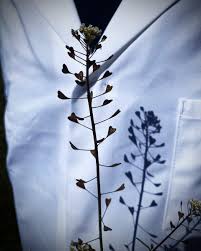 Attēlu rezultāti vaicājumam “Capsella bursa-pastoris fruit”