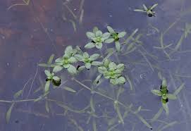 Attēlu rezultāti vaicājumam “Callitriche verna flower”