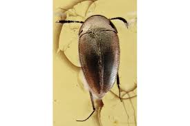 Attēlu rezultāti vaicājumam “Leiodidae larva”