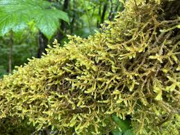 Attēlu rezultāti vaicājumam “Antitrichia curtipendula macro”