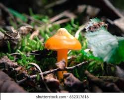 Attēlu rezultāti vaicājumam “Hygrocybe acutoconica”