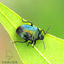 Attēlu rezultāti vaicājumam “Zicrona caerulea nymph”