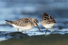 Attēlu rezultāti vaicājumam “Calidris falcinellus adult”
