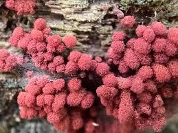 Attēlu rezultāti vaicājumam “Arcyria denudata macro”