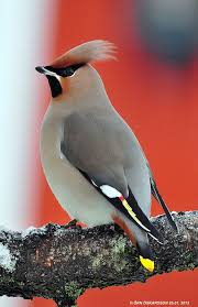 Attēlu rezultāti vaicājumam “Bombycilla garrulus”