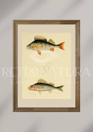 Image result for Perca fluviatilis