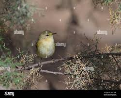 Image result for Phylloscopus ibericus