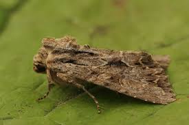 Attēlu rezultāti vaicājumam “Apamea monoglypha”