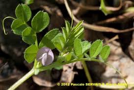 Attēlu rezultāti vaicājumam “Vicia lathyroides leaf”