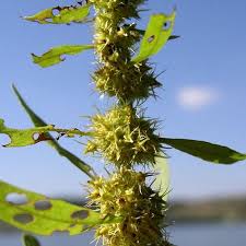 Attēlu rezultāti vaicājumam “Rumex maritimus”