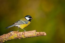 Attēlu rezultāti vaicājumam “Parus major”