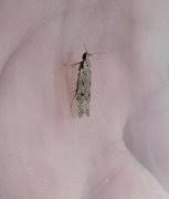 Attēlu rezultāti vaicājumam “Gelechia rhombella”