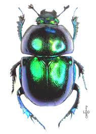 Attēlu rezultāti vaicājumam “Trypocopris vernalis”