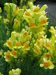 Attēlu rezultāti vaicājumam “Linaria loeselii leaf”