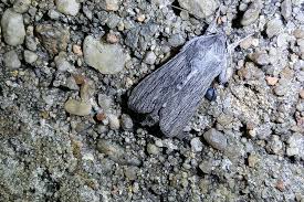 Attēlu rezultāti vaicājumam “Cucullia lucifuga”