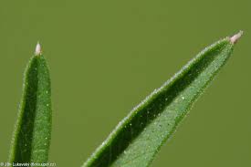 Attēlu rezultāti vaicājumam “Selinum carvifolia fruit”