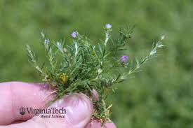 Attēlu rezultāti vaicājumam “Spergularia rubra”