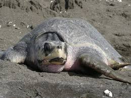 Image result for Lepidochelys olivacea