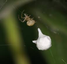 Attēlu rezultāti vaicājumam “Paidiscura pallens”