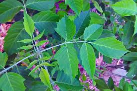 Attēlu rezultāti vaicājumam “Acer negundo leaf”