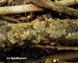 Attēlu rezultāti vaicājumam “Exidia cartilaginea”