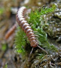 Attēlu rezultāti vaicājumam “Craspedosoma rawlinsi”