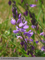 Attēlu rezultāti vaicājumam “Polygala comosa leaf”