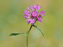 Attēlu rezultāti vaicājumam “Centaurea phrygia flower”