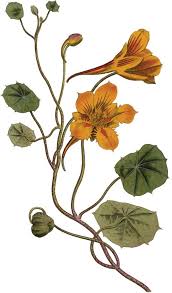 Image result for Tropaeolum minus