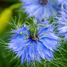 Image result for Nigella damascena