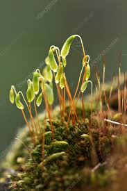 Attēlu rezultāti vaicājumam “Bryum capillare”