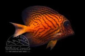 Image result for Ctenochaetus hawaiiensis