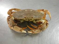 Image result for Cancer borealis