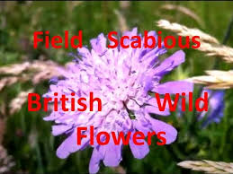 Image result for Knautia arvensis