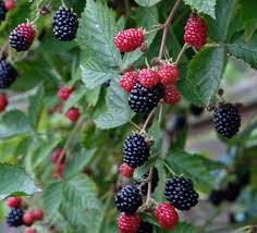 Attēlu rezultāti vaicājumam “Bistorta major fruit”