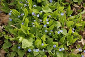 Image result for Omphalodes verna